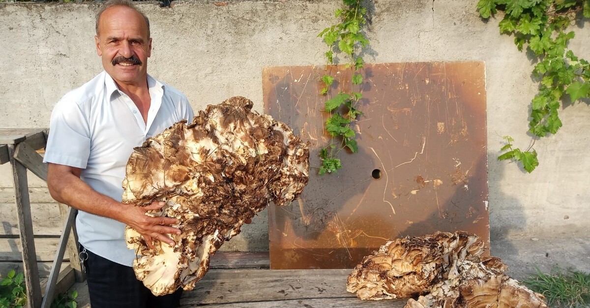 40 kilogramlık mantar buldu 2 bin liraya sattı