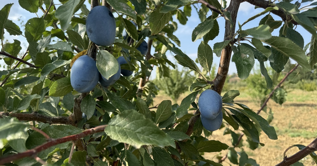 İklim değişikliği meyveleri de vurdu: Tadı da rengi de kalmadı