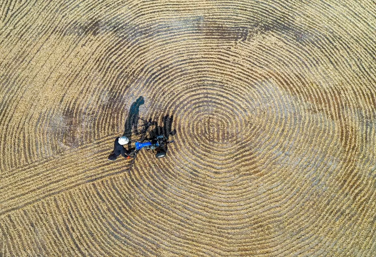 Gaziantep’te Yüksek Rekolteyle Antep Fıstığı Hasadı Başladı
