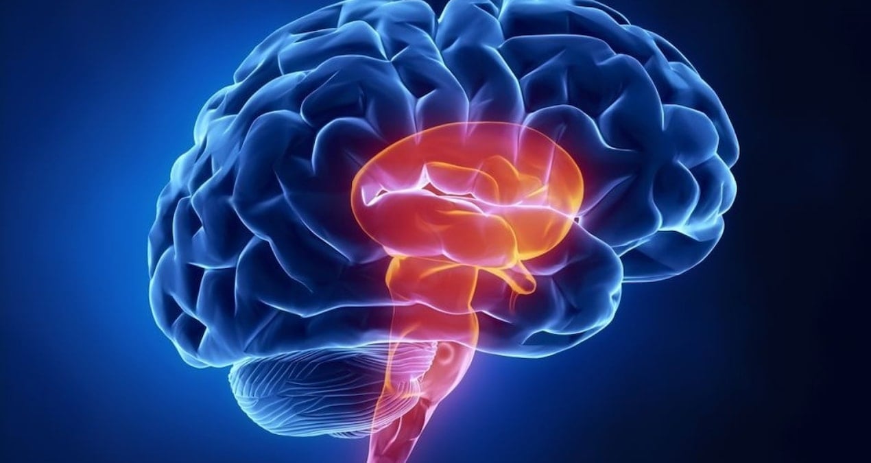 Canlı beyin dokusu hücrelerinde demansa çare aranıyor